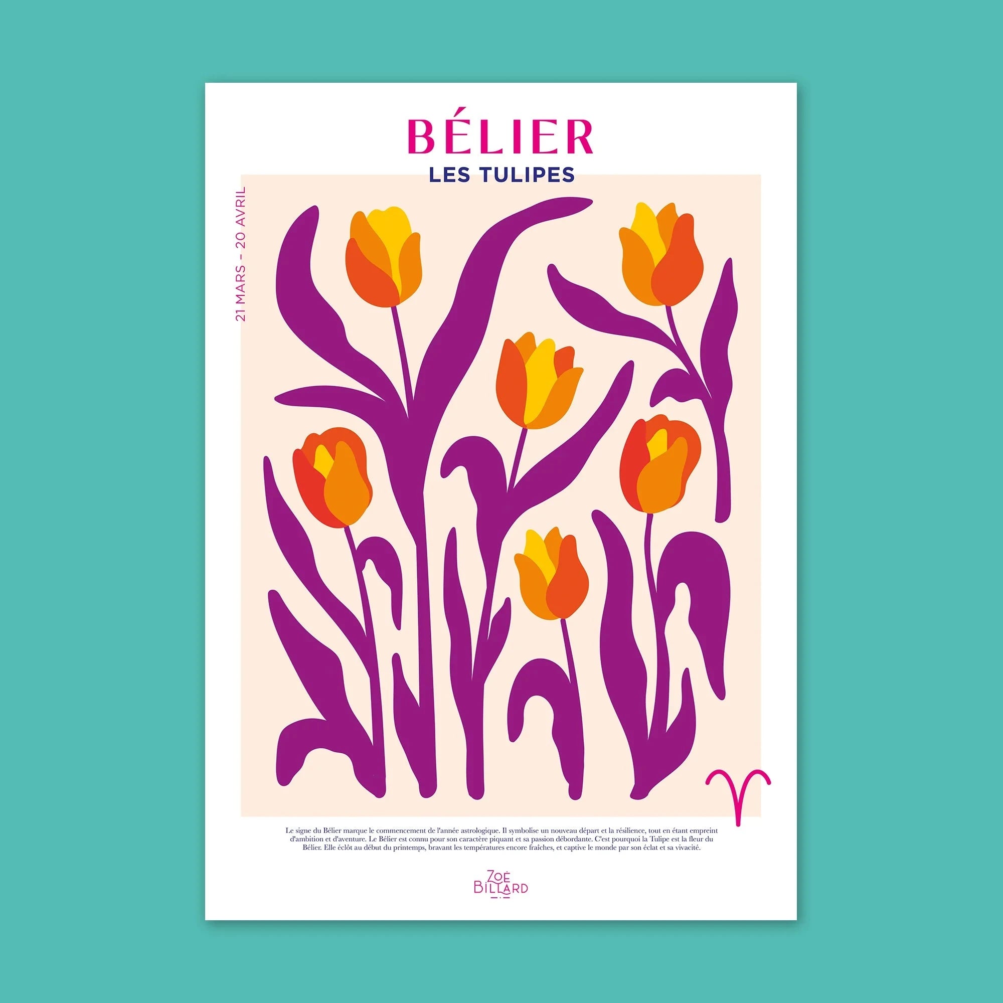 Bélier - Les Tulipes Zoé Billard